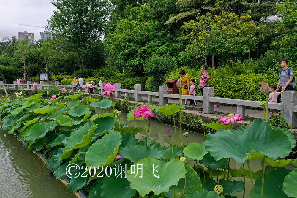 又见泉州东湖荷香,唯美荷塘月色,只待你长裙飘飘来约