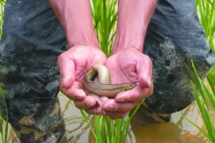 稻田养泥鳅设计图图片