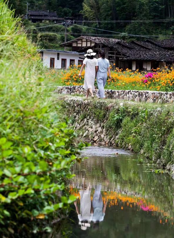 雷峰镇瑞坂村百日菊花海迎来盛花期